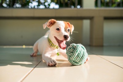 犬とボールのおもちゃ