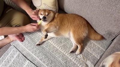 最後はうにちゃんです
