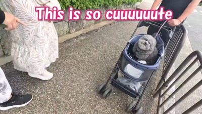 「とってもキュート!」