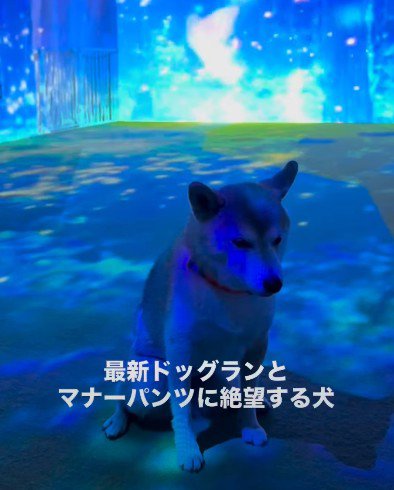 おまめちゃんの反応は…