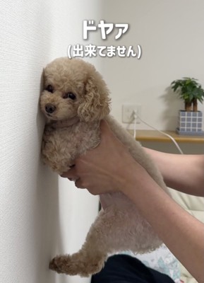 2回目はお顔からぺちゃっ…