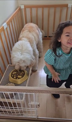 サークルの中でご飯を食べる犬