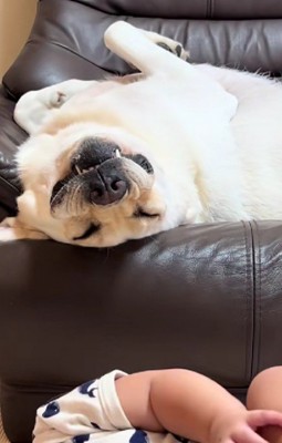 「今寝てるとこ…」