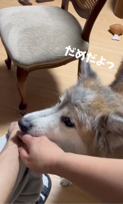 止めに入るごん太郎くん