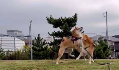 ぶつかる2匹の柴犬