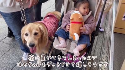 くじ引きで柴犬ゲット♪