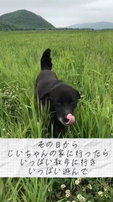 草むらで遊ぶ犬と女性