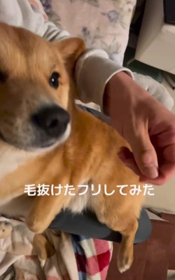 毛が抜けちゃった！？