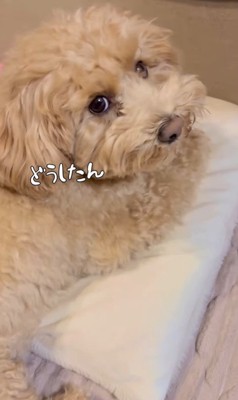 イタズラがバレた時のテンちゃん3