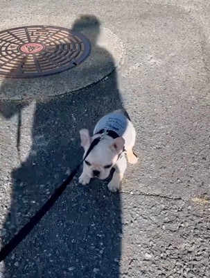 立ち止まる子犬