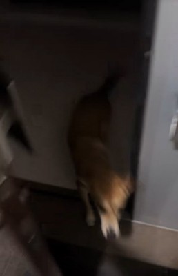 飛び出してくる保護犬