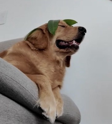 目を細めて笑う犬