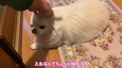 拗ねながら待っていてくれたよう♪