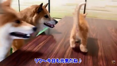 リクくんに夢中の2匹