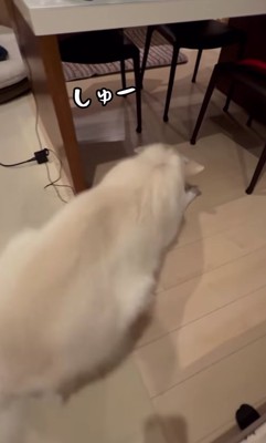 テーブルの前に大型犬