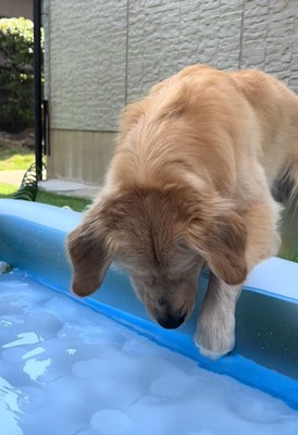 水遊びをする大型犬