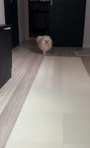 ヘアゴムをなくした