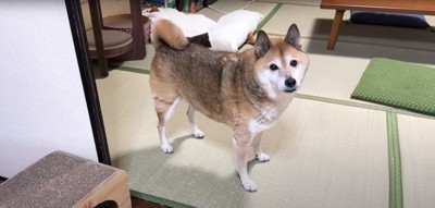 畳の上に立ってカメラを見上げる柴犬