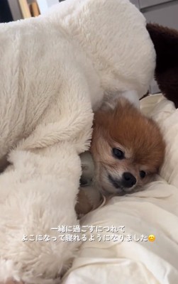 布団で横になるうにくん