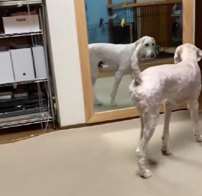 「毛がないじゃない…!!」