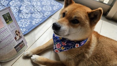 観光大使の柴犬