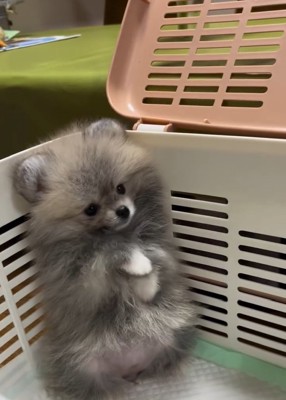 飼い主さんを見るしらすちゃん