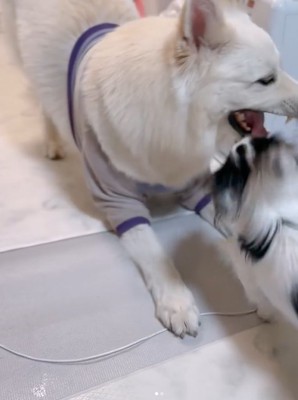 小型犬と遊ぶ大型犬