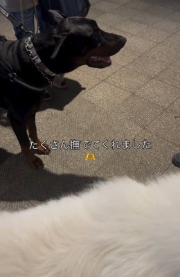 黒い犬