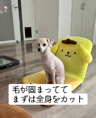 やむなく丸刈りに…