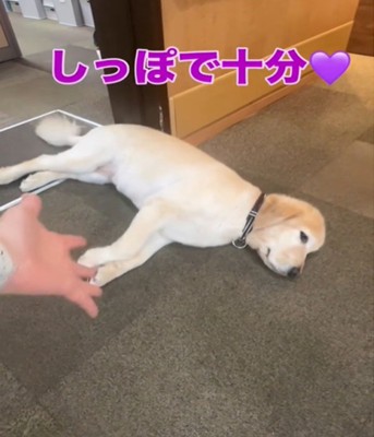 寝ている犬2