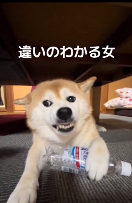 お父さんの気配に威嚇するここちゃん