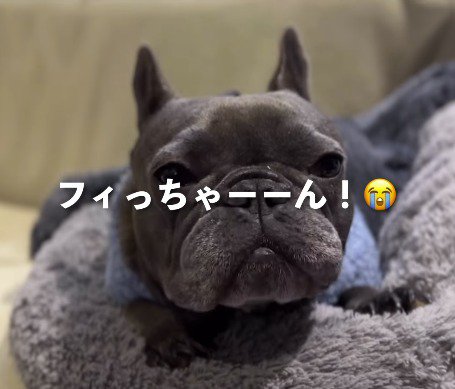 カメラを見つめる犬