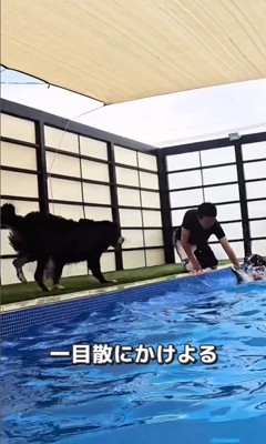 プールで泳ぐ大型犬たちの友情2