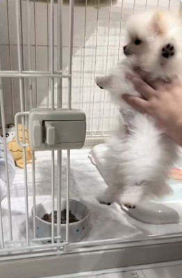 回収されるすいちゃん