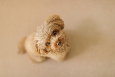 見つめてくる犬