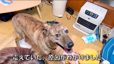 耳を伏せて男性を見上げる犬