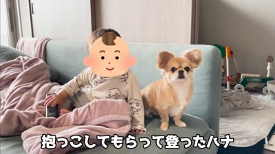 赤ちゃんから離れないハナちゃん4