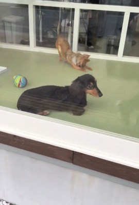 ママがお迎えに来た時のコロンちゃん2