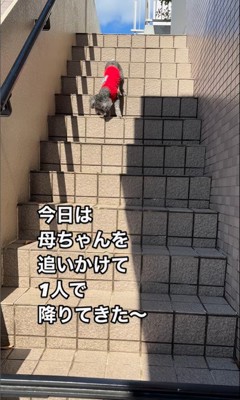 頑張って階段を下りるリロちゃん5