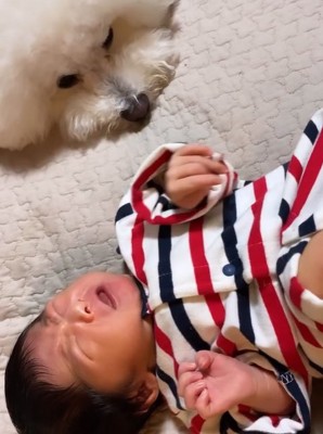泣く赤ちゃんを見つめる小型犬