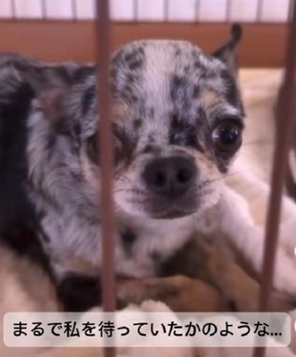 エースちゃんにそっくり!!