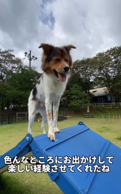 里親さんが決まったよ!