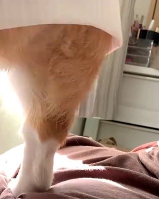 カーテンの隙間から外を眺める犬