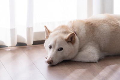 窓辺でくつろぐ犬