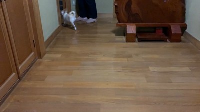 飼い主さんを置いて部屋の中へ
