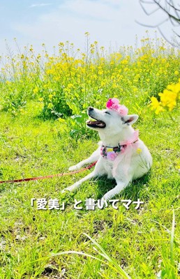 マナちゃんの現在までの軌跡2