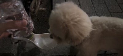 散歩中に水を飲む犬