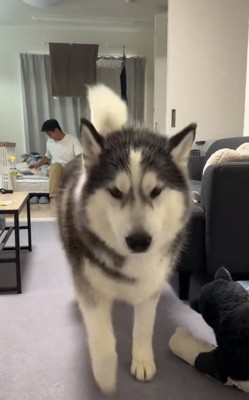 投稿主さんの元へ行くケールくん