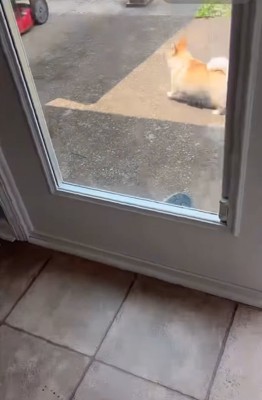 戻ろうとする犬