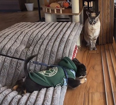 後ずさりする犬